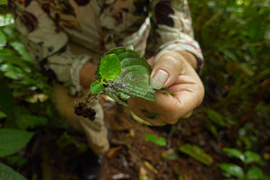 Patrick Blanc holding a natural leaf cutting with new shoot of Pentastemona egregia, Anai Valley, West Sumatra, Dec. 2016