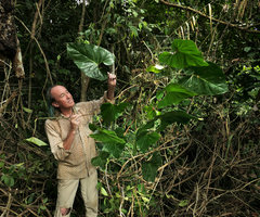 Patrick Blanc holding a new species of Cercestis, his pants torn by the barbed freely hanging feeding roots, Campo, Cameroun, March 2017