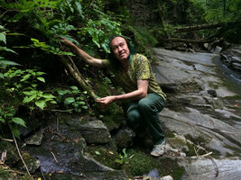 Patrick Blanc holding a Saxifraga rotundifolia leaf growing on rocks along along a shaded forest stream, Como lake, Italy, June 2015