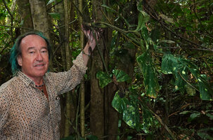 Patrick Blanc holding a specimen of Cercestis camerunensis, Ebodje, Campo, Cameroon, Sept. 2023