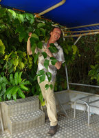 Patrick Blanc holding from the boat a Mucuna bennettii leafy stem in its riparian habitat, Karawari, Sepik, Papua New Guinea, March 2016
