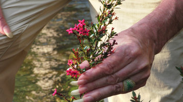 Patrick Blanc holding Rondeletia microphylla, a small erect rheophytic shrub with bright pink flowers , Alejandro de Humboldt NP, Cuba, Feb. 2017