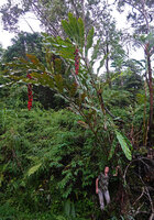 Patrick Blanc holding the 8 m tall leafy stems of Alpinia nutans with hanging mature infructescences of bright red berries, Seram, 800 m asl, Moluccas, April 2024