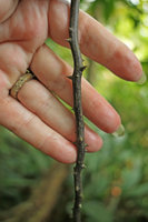 Patrick Blanc holding the barbed wire aerial root of the new Cercestis species,  Campo, Cameroun, March 2017
