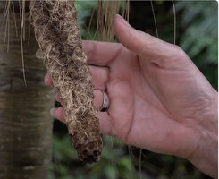 Patrick Blanc holding the central infructescence axis of Pandanus macrocarpus after shedding the fruits, Port Boise, New Caledonia, Aug. 2023