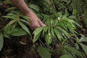 Patrick Blanc holding the erect stem of Freycinetia marantifolia with a terminal male inflorescence, Kundiman, East Sepik, Papua New Guinea, March 2016