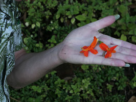 Patrick Blanc holding the fallen flowers of Tecoma nyassae, Zomba, Malawi, Aug. 2017