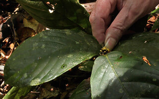 Patrick Blanc holding the leaves and the small congested inflorescence of Rinorea sp., Danum Valley, Sabah, Borneo, July 2022