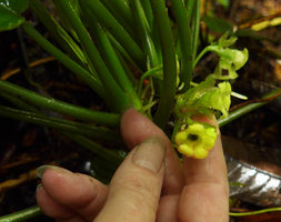 Patrick Blanc holding the pentamerous flower of Pentastemona egregia, Anai Valley, West Sumatra, Dec. 2016