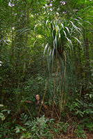 Patrick Blanc holding the stem of the narrow leaved Pandanus monotheca, Bukit Timah NR, Singapore, Aug. 2016
