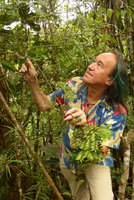 Patrick Blanc holding the stems of a young Retrophyllum vitiense (syn. Podocarpus), Waisali, Vanua Levu, Fiji, Aug. 2016