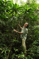 Patrick Blanc holding the tall stems of Palisota hirsuta, Kribi, Cameroun, March 2017