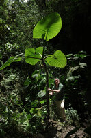 Patrick Blanc holding the tall thick trunked Xanthosoma undipes, El Pahuma, Pichincha, Ecuador, Aug. 2021