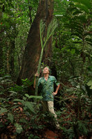 Patrick Blanc holding the thick petiole of a young expanding Amorphophallus hewittii compound leaf, Gunung Mulu NP, Sarawak, Borneo, Sept. 2018