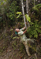 Patrick Blanc holding the trunk of Kermadecia sinuata to observe the large juvenile pinnate green leaves of the offshoot, Massif Aoupinié, New Caledonia, Aug. 2023