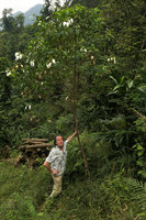 Patrick Blanc holding the trunk of the pioneer tree, Schizomussaenda henryi, Nam Cang, Sapa, Vietnam, Nov. 2017
