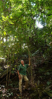 Patrick Blanc holding the trunk of the tallest individual of Amborella trichopoda of the area, reaching 12 cm in diameter at the base of the trunk, Col d&#039;Amieu, New Caledonia, Aug. 2023