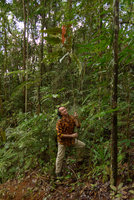 Patrick Blanc holding the very thin stem of a monocaulous Macaranga vitiensis, Colo-I-Suva, Viti Levu, Fiji, Aug. 2016