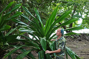 Patrick Blanc holding the wide shiny leaves of a young Pandanus dubius, Nggatirana, Halisi, Solomon Islands, Sept. 2019