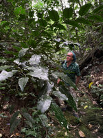 Patrick Blanc immersed in Amborella trichopoda leafy stems, Col d&#039;Amieu, New Caledonia, Aug. 2023