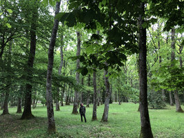 Patrick Blanc in a classical wooded park, Onzain, France, May 2019