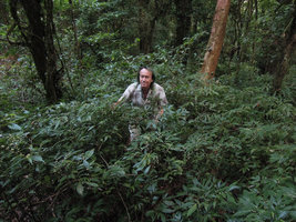 Patrick Blanc in a clonal population of a shrubby Elatostema, Doi Inthanon, Thailand, May 2015