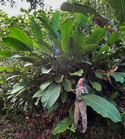 Patrick Blanc in a clump of Phrynium giganteum at forest edge, Batanta, Raja Ampat, West Papua, May 2025