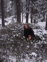 Patrick Blanc in a dense vegetative population of Rhododendron ferrugineum emerging in spring from snow bed with their persistant leaves , Grisons, Switzerland, May 2016