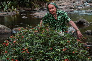 Patrick Blanc in a fast flowing stream among the rocks covered by the rheophytic Impatiens verticillata, Munnar, Kerala, India, Jan. 2023