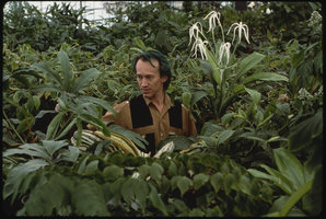 Patrick Blanc in a glasshouse with a flowering Hymenocallis tubiflora, a variegated Palisota mannii and Philodendron goeldii near Paris, 1988