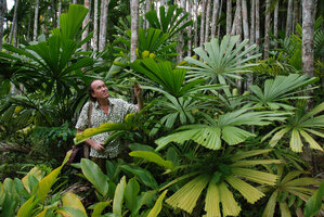 Patrick Blanc in a Licuala spinosa  population, Andaman Islands, India, March 2008