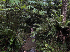 Patrick Blanc in a small stream in forest understory, Manusela NP, 1 000 m asl, Seram, Moluccas, April 2024