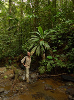 Patrick Blanc in Asterogyne martiana habitat, Utria NP, Choco, Colombia, Nov. 2016