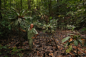 Patrick Blanc in a swampy lowground in forest understory among a population of monocaulous Trigonostemon sandakanensis, Deramakot FR, Sabah, Borneo, July 2022