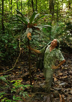 Patrick Blanc in a swampy lowground, looking at leaf litter accumulation in the apical leaf rosette of the monocaulous Trigonostemon sandakanensis, Deramakot FR, Sabah, Borneo, July 2022