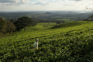 Patrick Blanc in a tea plantation, Mt Mulanje, Malawi, Aug. 2017