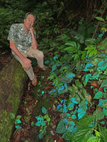 Patrick Blanc in Begonia pavonina habitat, photo with flash light, Cameron Highlands, Malaysia, Aug. 2018
