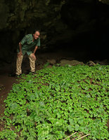 Patrick Blanc in cave entrance observing the green iridescent Monophyllaea hirticalyx, Banjaran, Ipoh, Malaysia, Aug. 2018