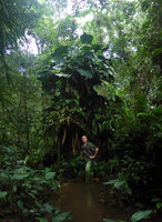 Patrick Blanc in coastal swamp forest among epiphytic Araceae and Cyclanthaceae, Arusi, Choco, Colombia, Nov. 2016