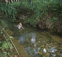 Patrick Blanc in Cryptocoryne cordata var cordata habitat, Kelantan, Malaysia, 2003, photo by Gilles Deparis