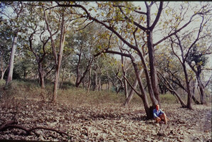 Patrick Blanc in dry deciduous forest, Mudumalai NP, India, Sept. 2002