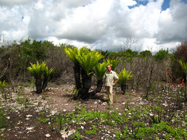 Patrick Blanc in Encephalartos hildebrandtii relictual habitat, Zanzibar, Tanzania, June 2006