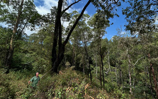 Patrick Blanc in Eucalyptus urophylla forest, Mt ramelau, Timor-Leste, Aug. 2026