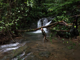 Patrick Blanc in fast flowing forest stream near waterfall, the perfect habitat for the new tiny Dicranopygium species with entire leaves, Terco, Nuqui, Choco, Colombia, Nov. 2016