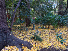 Patrick Blanc in forest coveed with dead Ginkgo leaves on ground, Yoyogi Koen, Tokyo, Dec. 2024