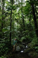 Patrick Blanc in forest understory, the tree trunks covered by the climbing Scindapsus altissimus, Imbu Rano, Kolombangara, Solomon Islands, Sept. 2019