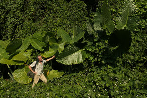 Patrick Blanc in front of a Colocasia gigantea clump and showing the shiny leaves of Alocasia macrorrhizos, Ba Be NP, Vietnam, Nov. 2017