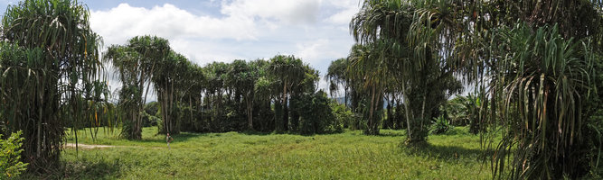 Patrick Blanc in front of a dense population of the multistemmed Pandanus atrocarpus as the only remnants of a cleared freshwater swamp forest, Takua Pa, Thailand, June 2019