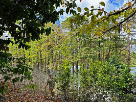 Patrick Blanc in front of a flooded forest dominated by Neolamarckia cadamba with stems of the climbing Gnetum latifolium rooted in water, Ira Lilihi, Paichau, Nino Konis Santana NP, Timor-Leste, Aug. 2026