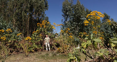 Patrick Blanc in front of a hedge of Solanecio gigas, Gondar, Ethiopia, Jan. 2019